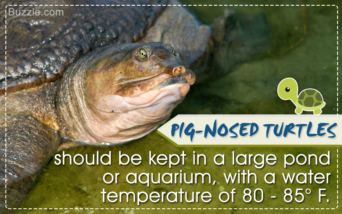 Tips to Care for Your Cute Pig-nosed Turtle