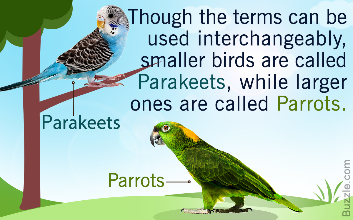 Difference Between Parrots and Parakeets