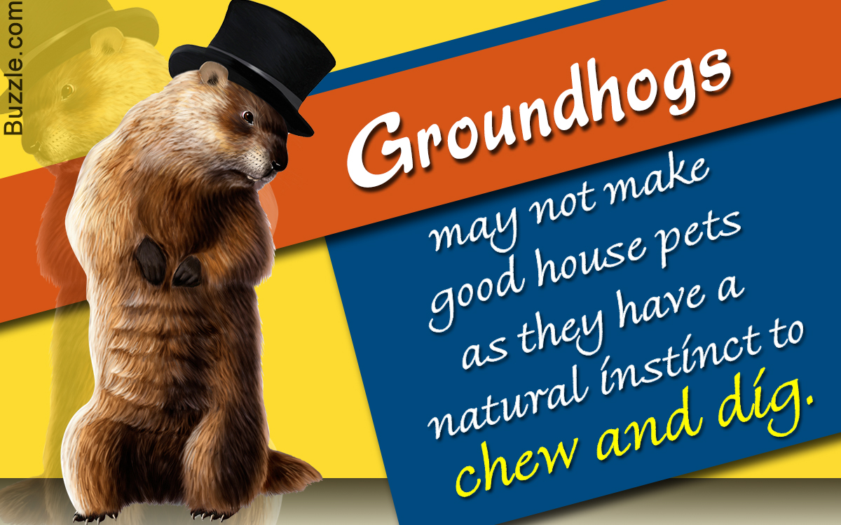 Is it Wise to Keep Groundhogs as Pets?
