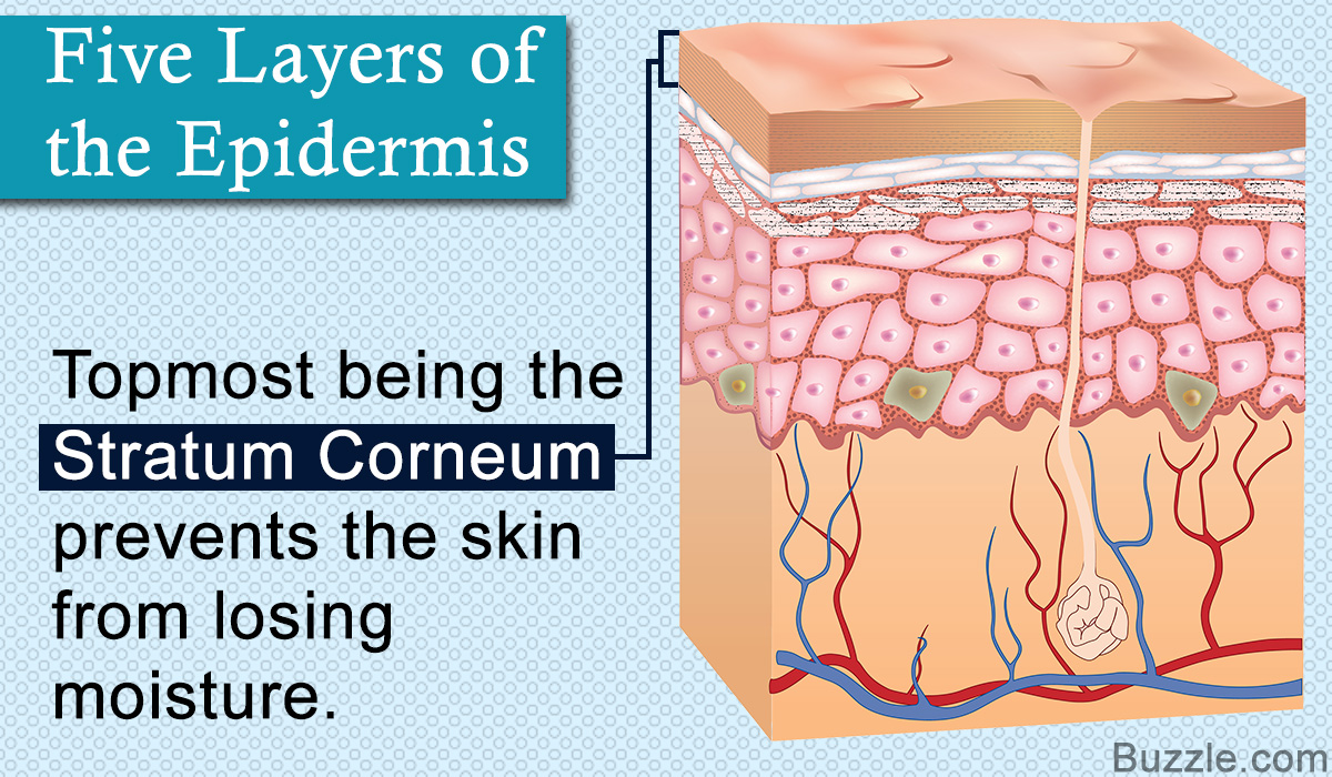 Layers of the Epidermis and their Functions