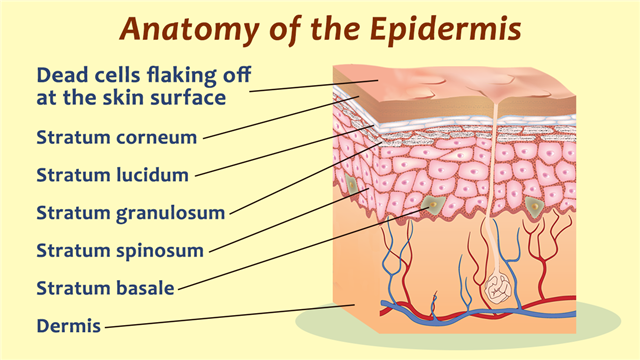 Human Epidermis Skin Structure