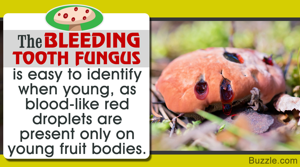 Facts About the Bleeding Tooth Fungus (Hydnellum peckii)