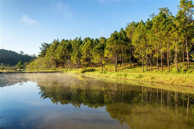 Beautiful morning view reflection of pine forest in lake