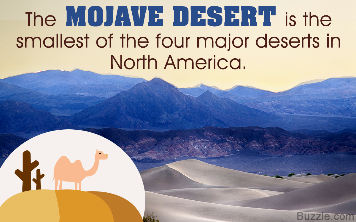 20 Facts About the Mojave Desert Ecosystem