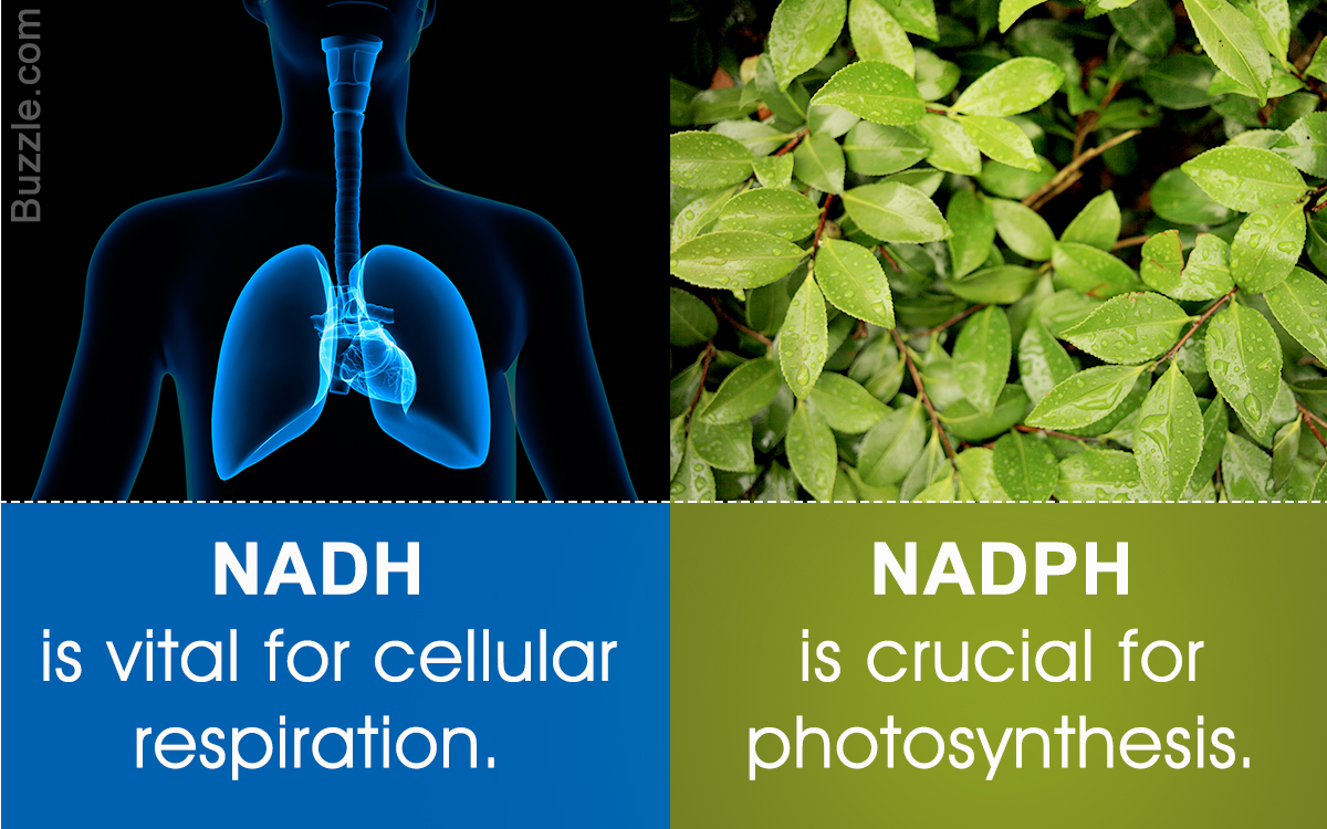 Difference Between NADH and NADPH
