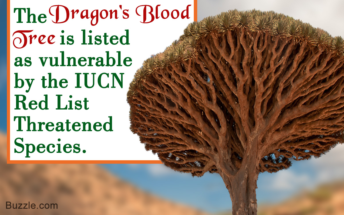 Facts About Dragon's Blood Tree (Dracaena Cinnabari)
