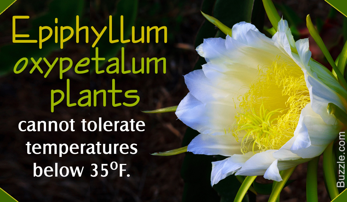 How to Grow and Take Care of Epiphyllum Oxypetalum