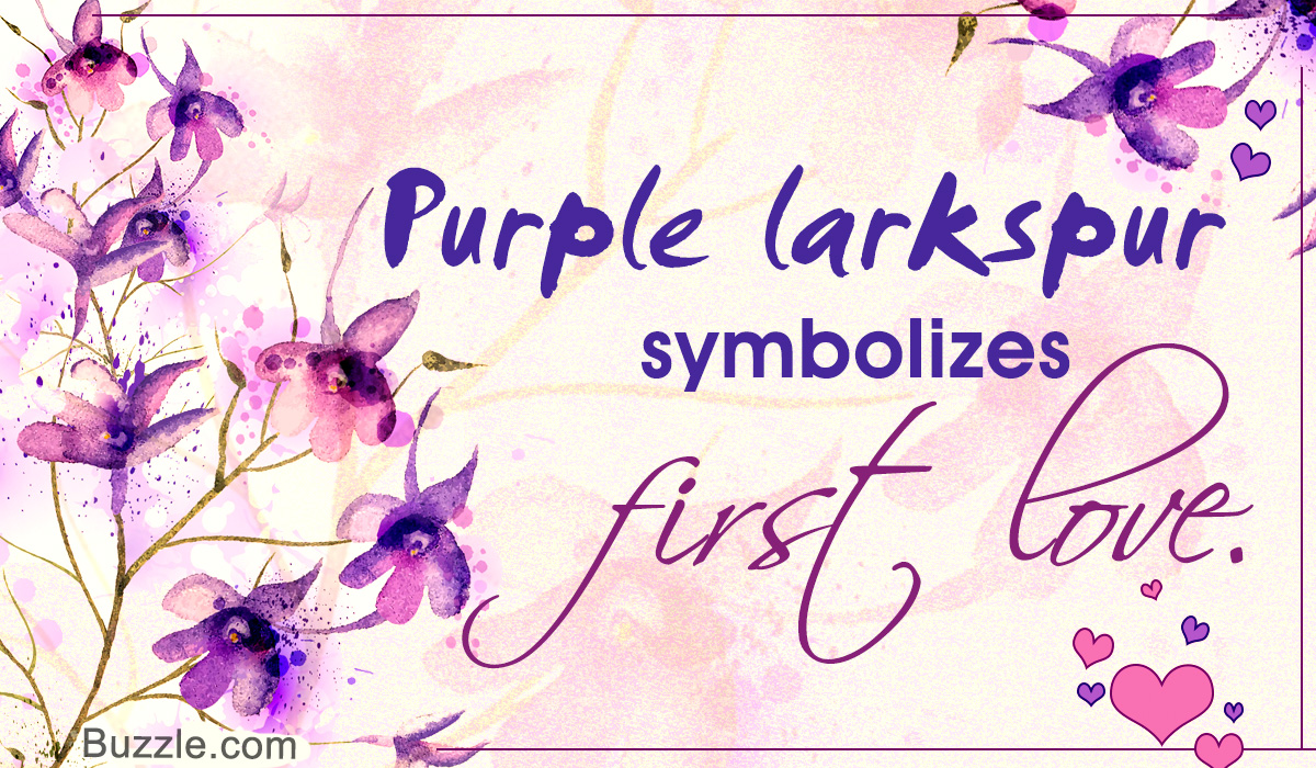Larkspur Flower: Symbolism and Facts