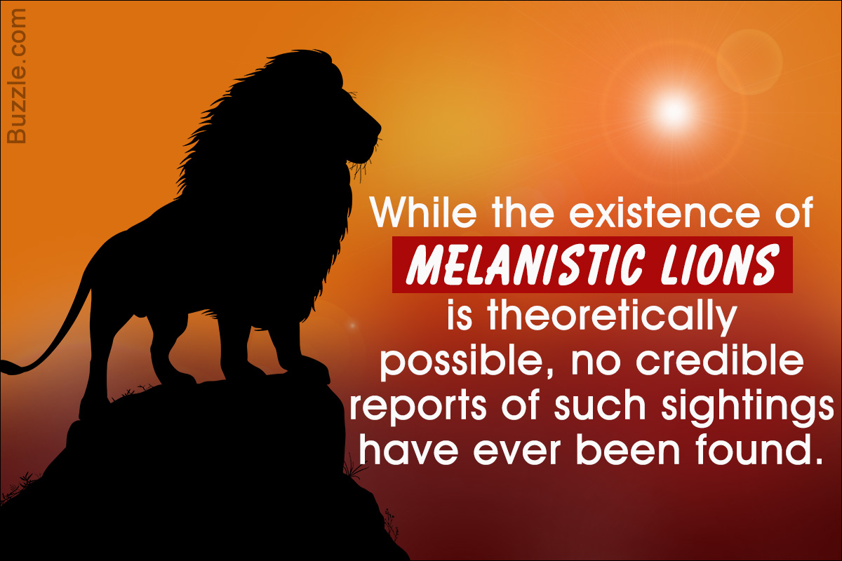 Melanism in Animals