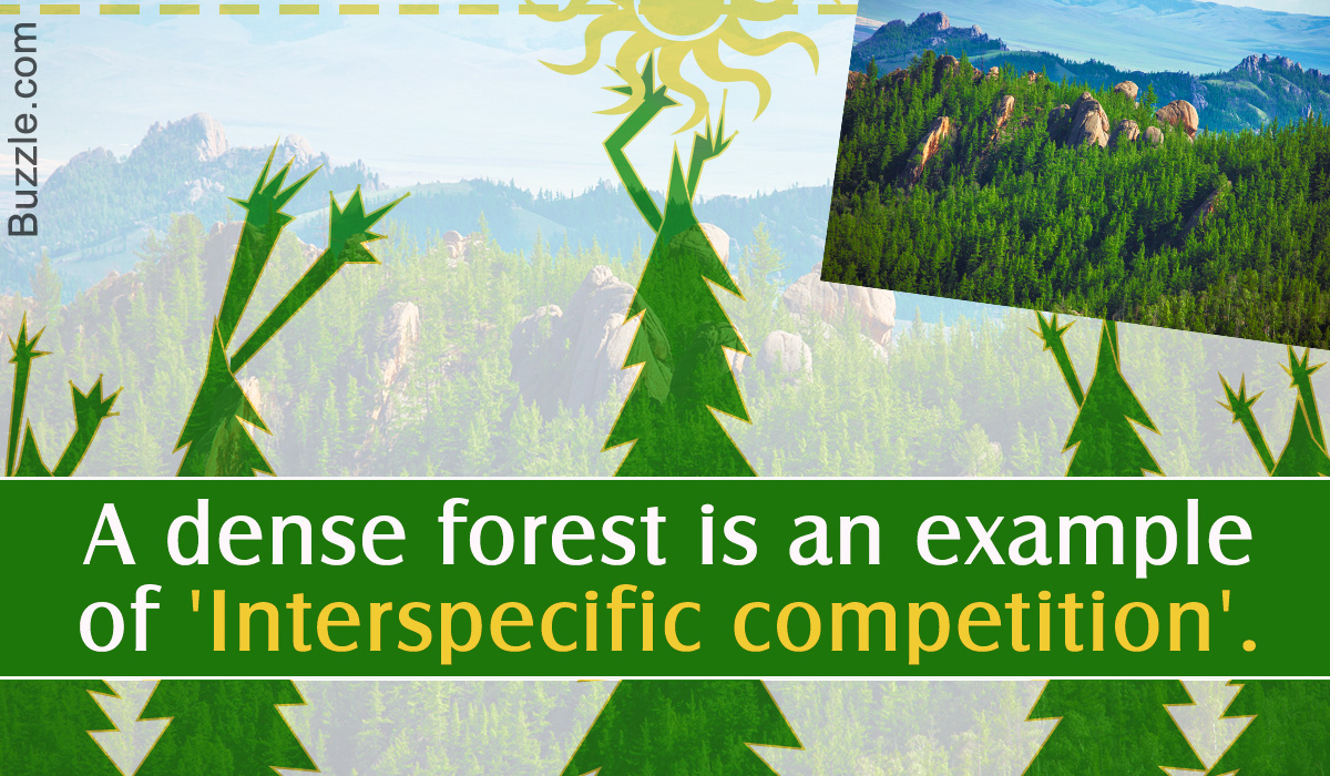 Interspecific Competition: Definition and Examples