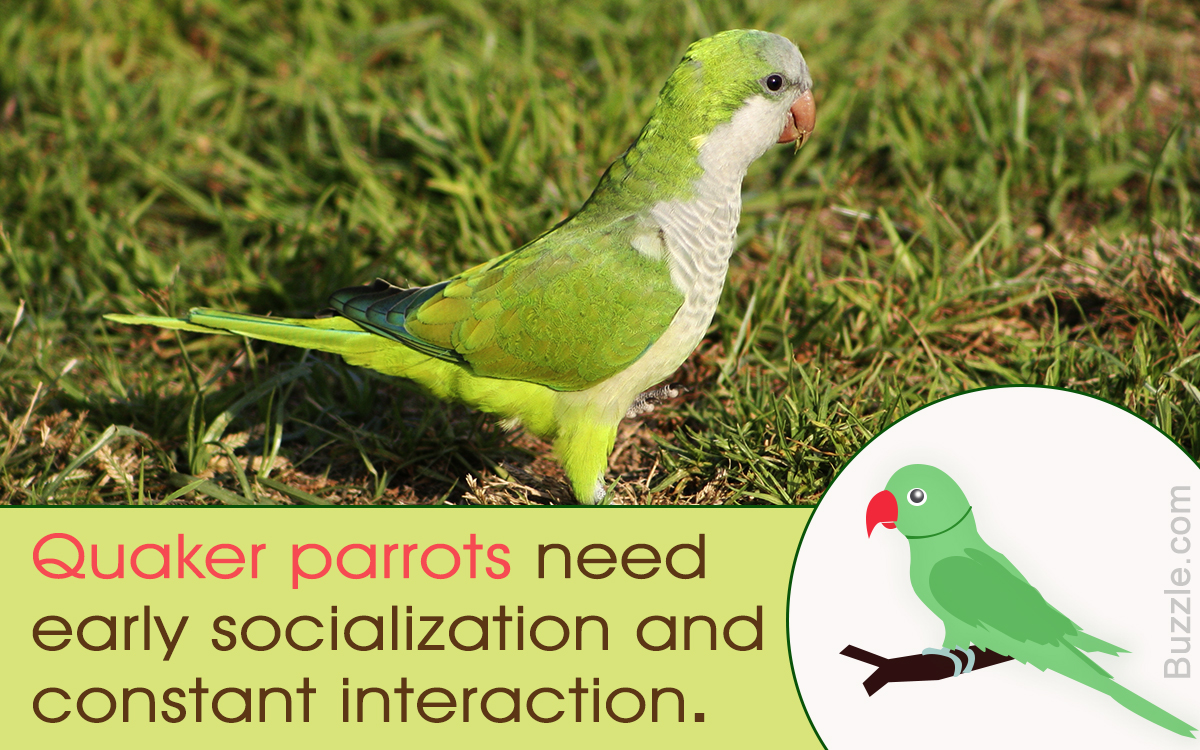 Tips to Care for a Quaker Parrot