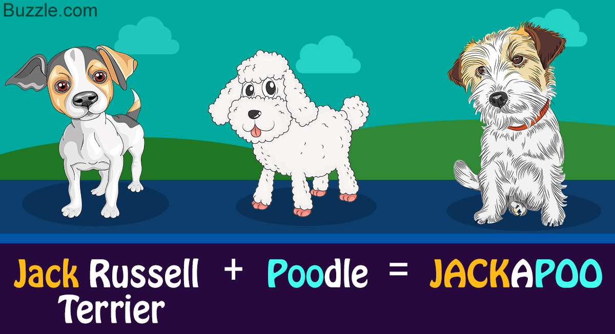 Personality Traits of a Jack Russell Terrier and Poodle Mix (Jackapoo)