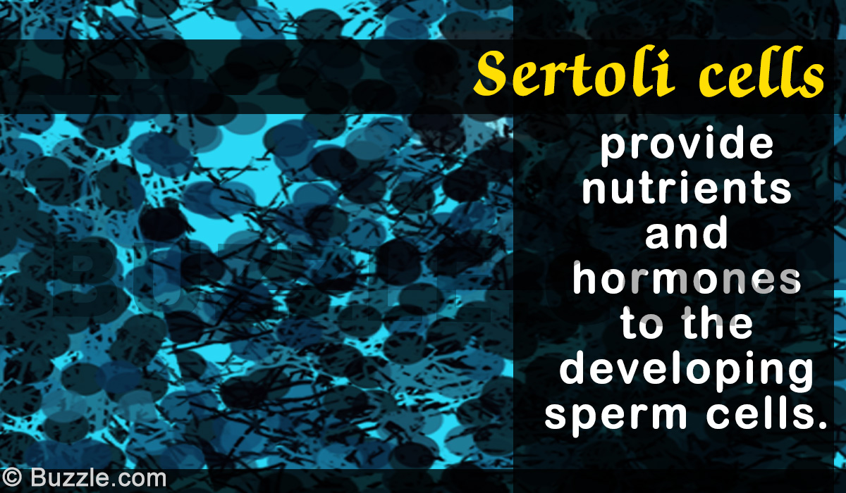 Structure and Function of Sertoli Cells in Spermatogenesis