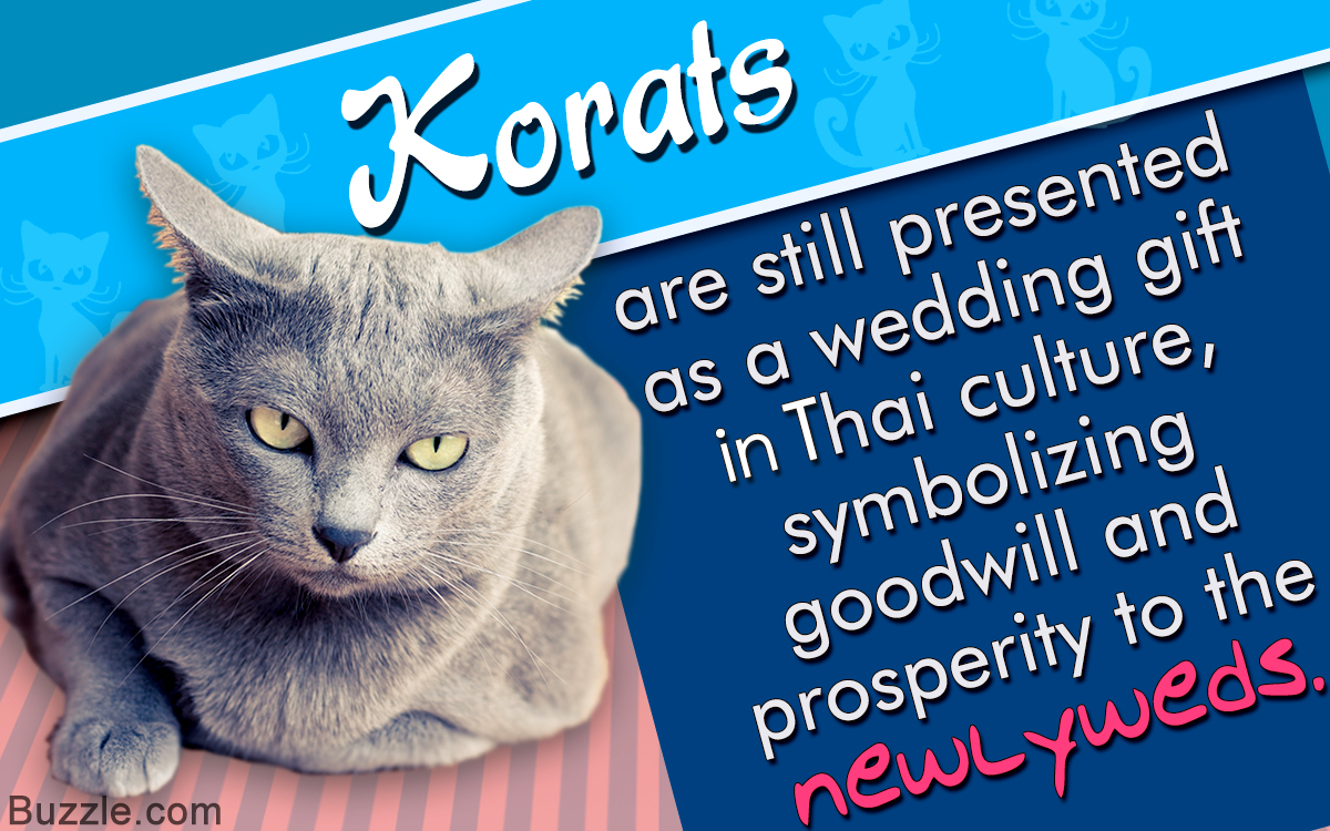 Information about the Korat Cat