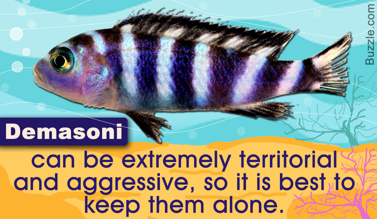 Tips to Care for the Demasoni Cichlid