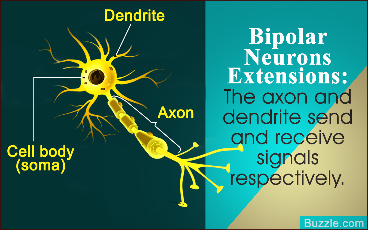 Bipolar Neurons: Location, Structure, and Function