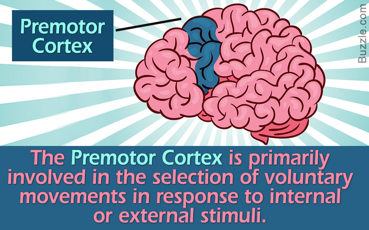 Premotor Cortex: Location, Structure, and Function - Bodytomy