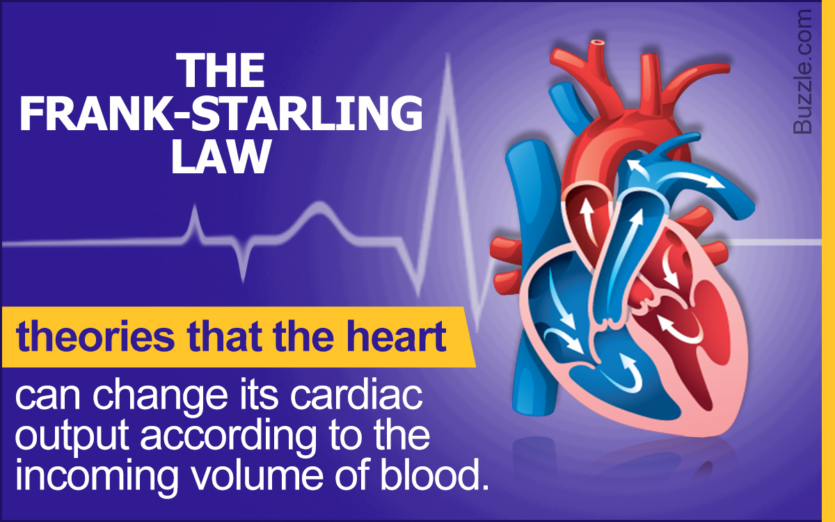 Frank-Starling Law of the Heart Explained