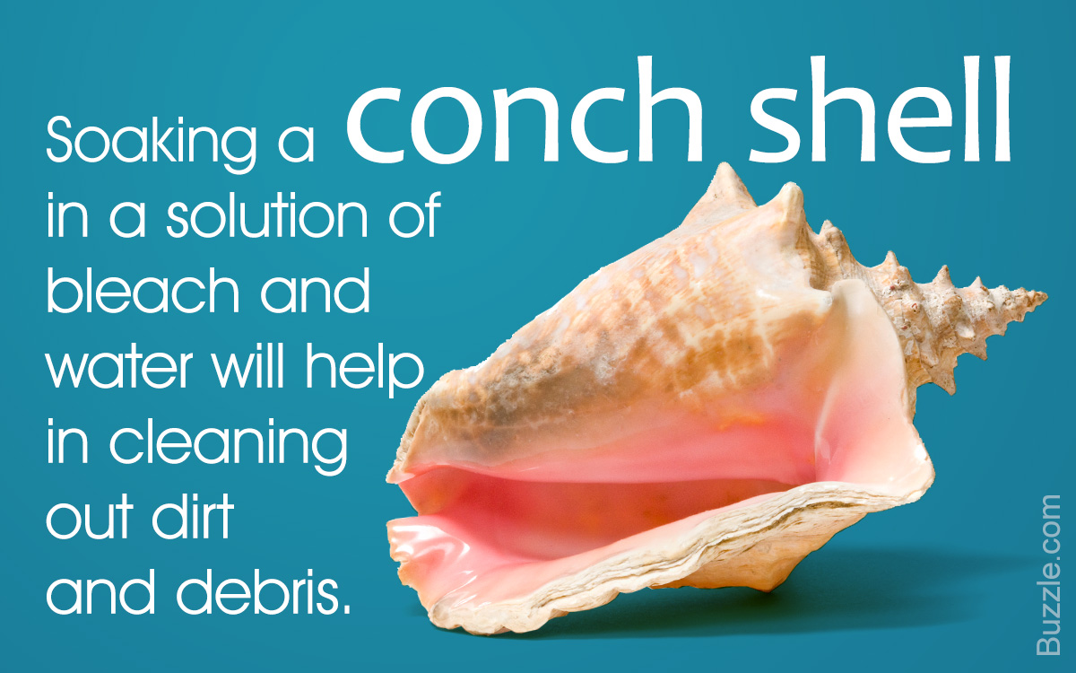 Tips to Clean a Conch Shell