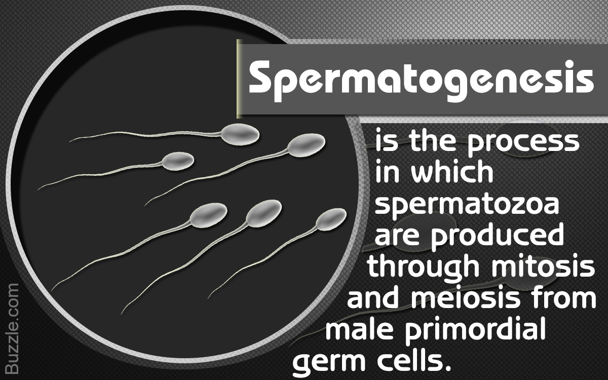 The Process of Spermatogenesis Explained - Biology Wise