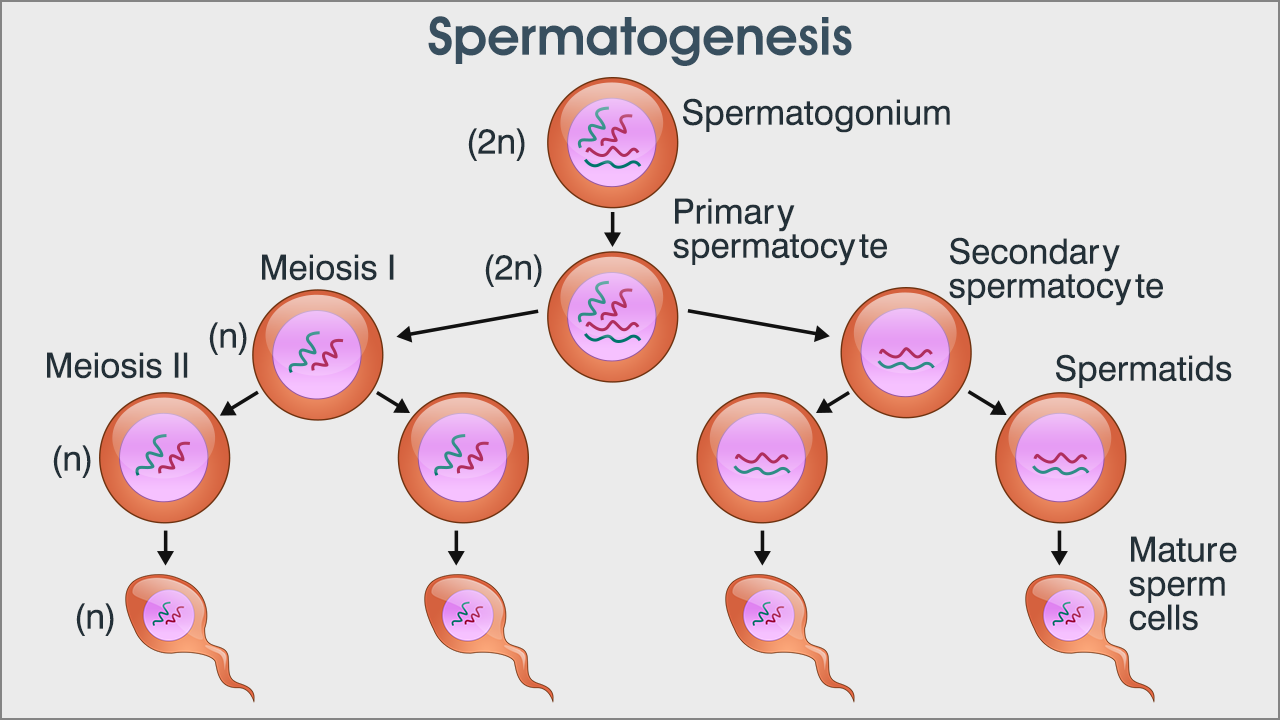 The Process of Spermatogenesis Explained - Biology Wise