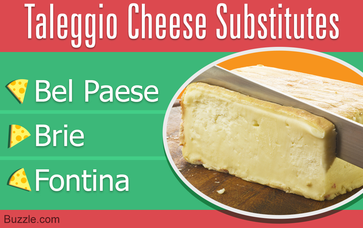 9 Good Alternatives for Taleggio Cheese