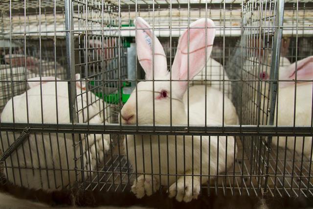 Rabbits in cage