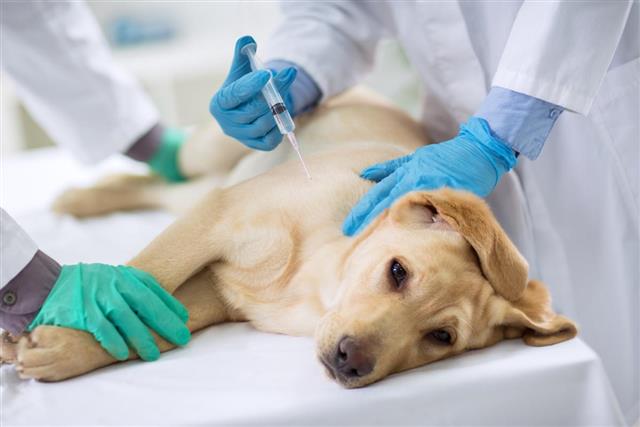 doctor giving injection to a dog