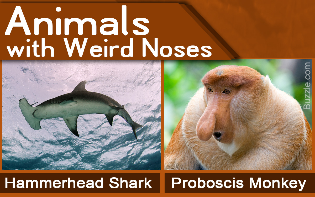 14 Animals with Really Strange Noses