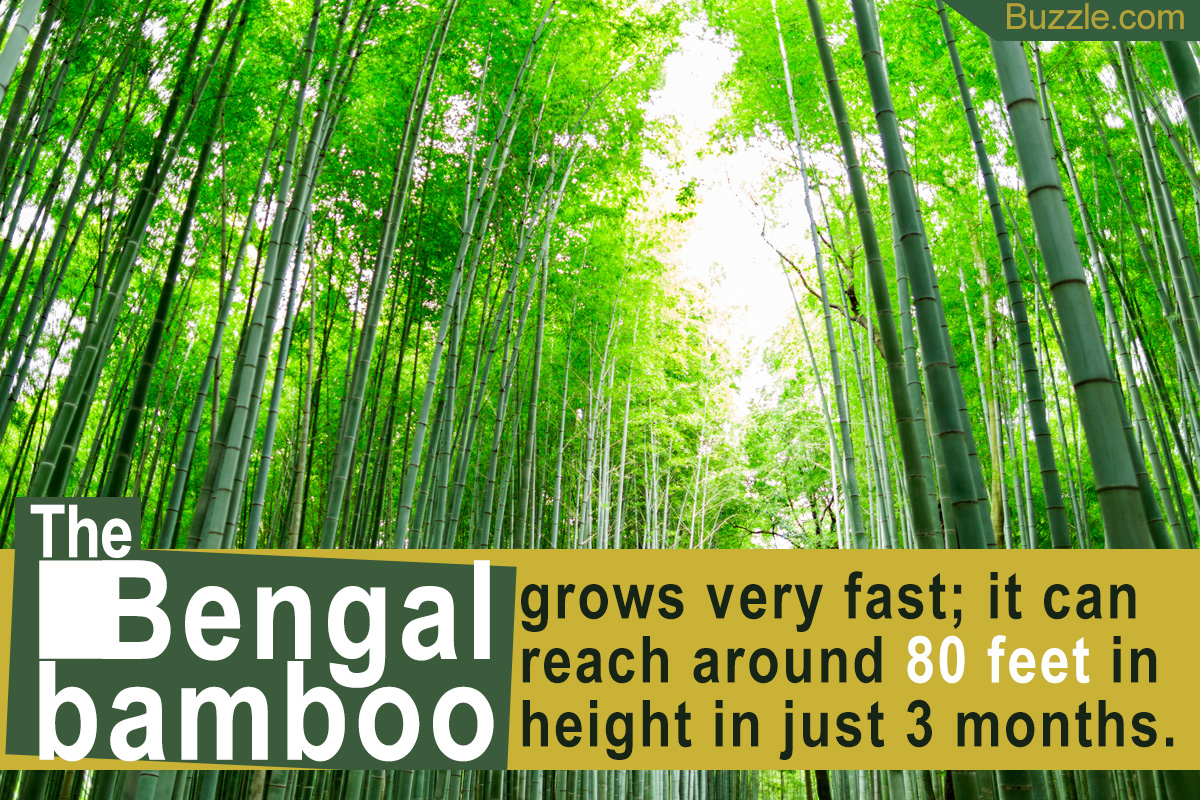 Utterly Surprising Adaptations of the Bengal Bamboo Plant - Gardenerdy
