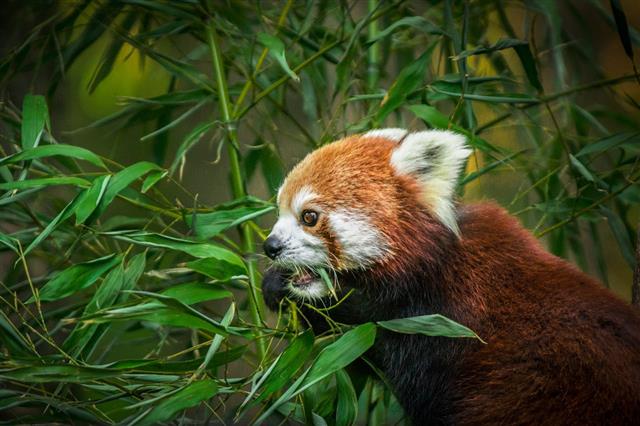 Red Panda Eating Bengal Bamboo Shoots