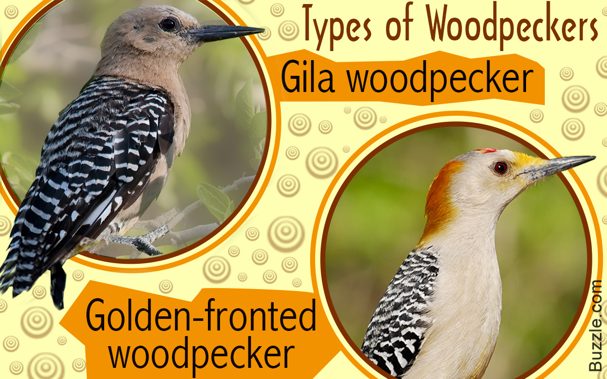 Información sobre los tipos de pájaros carpinteros con fotos