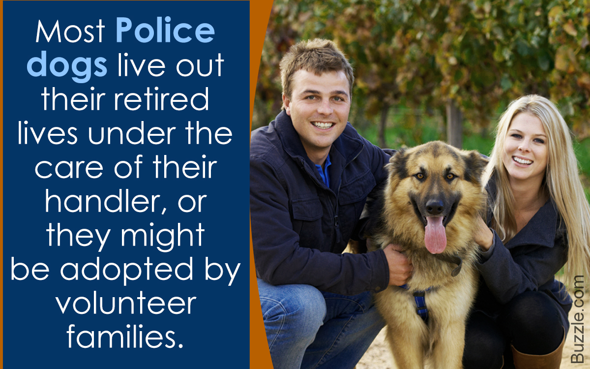What Happens to Retired Police Dogs?