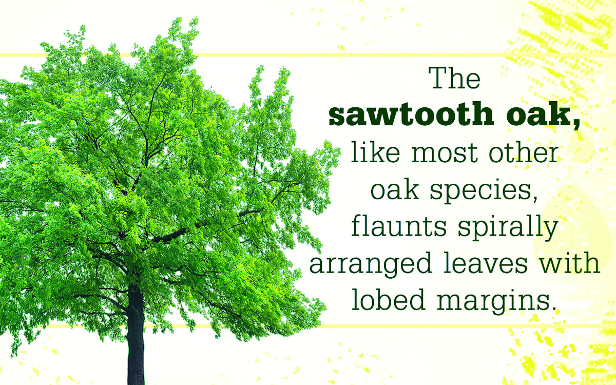 How to Grow Sawtooth Oak Trees