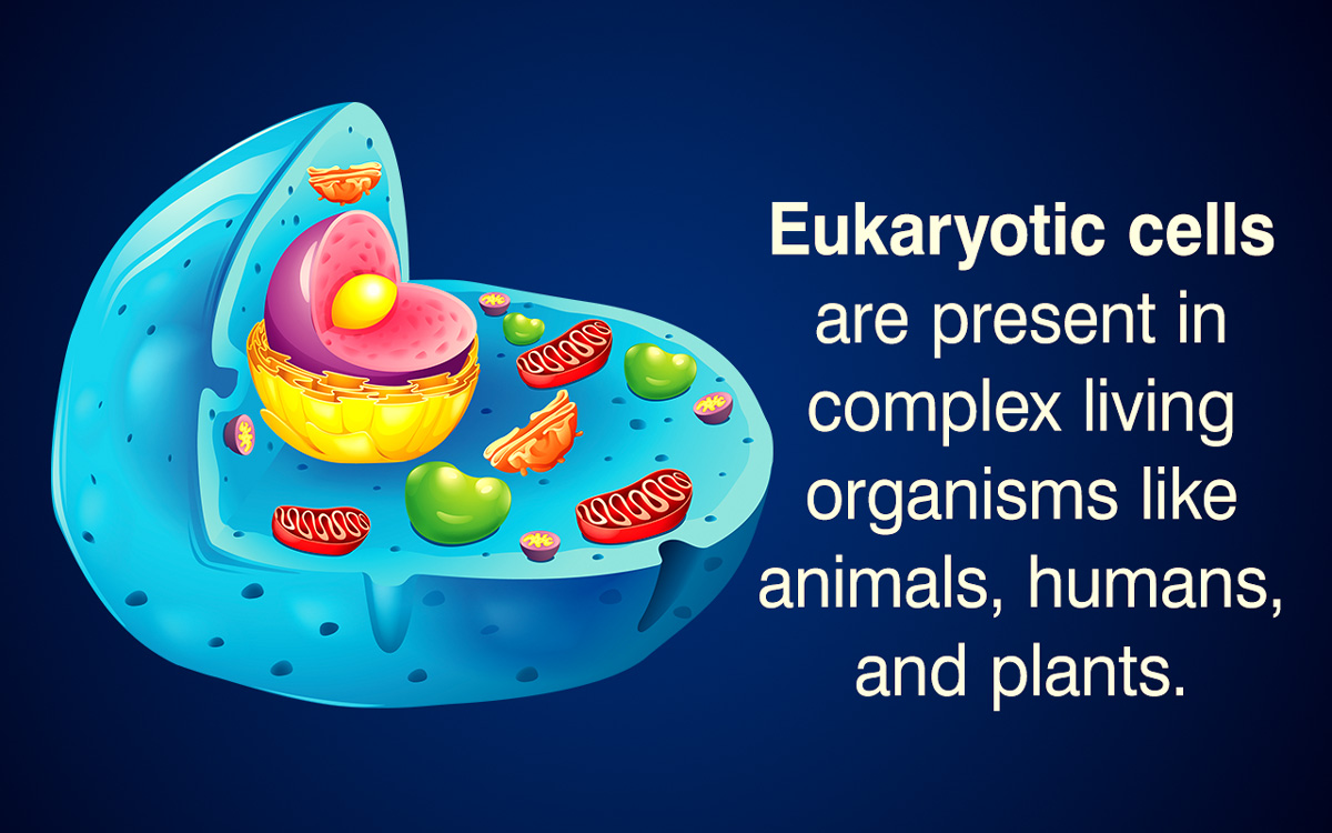 Diagram of Eukaryotic cell