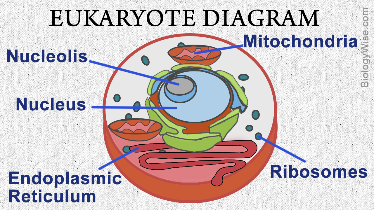 How to draw a Eukaryotic Cell IB Biology - YouTube