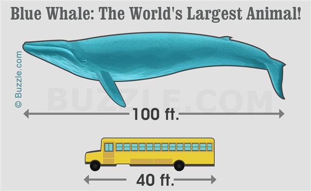Blue whale fact