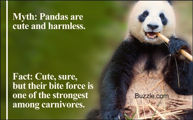 Panda china