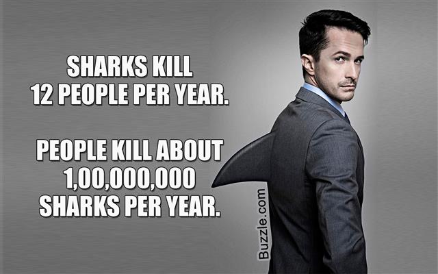 Shark of business