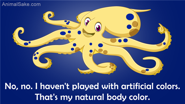 Cute Octopus Cartoon