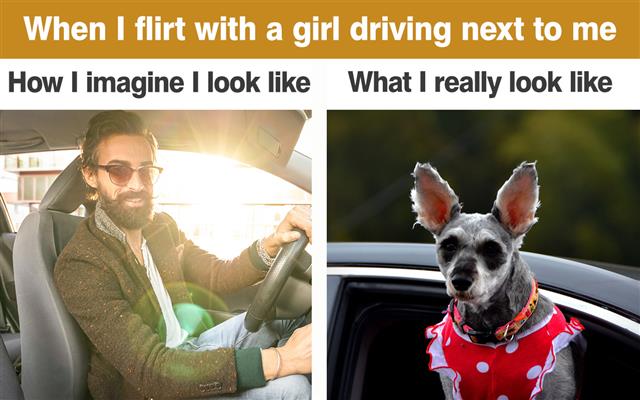 Pet dog and car,Young hipster fashion model driving car