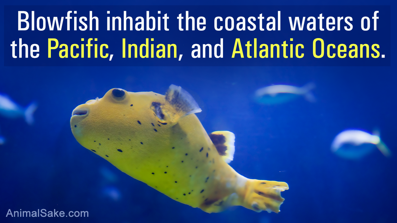 Interesting Facts About The Beautiful Blowfish Animal Sake