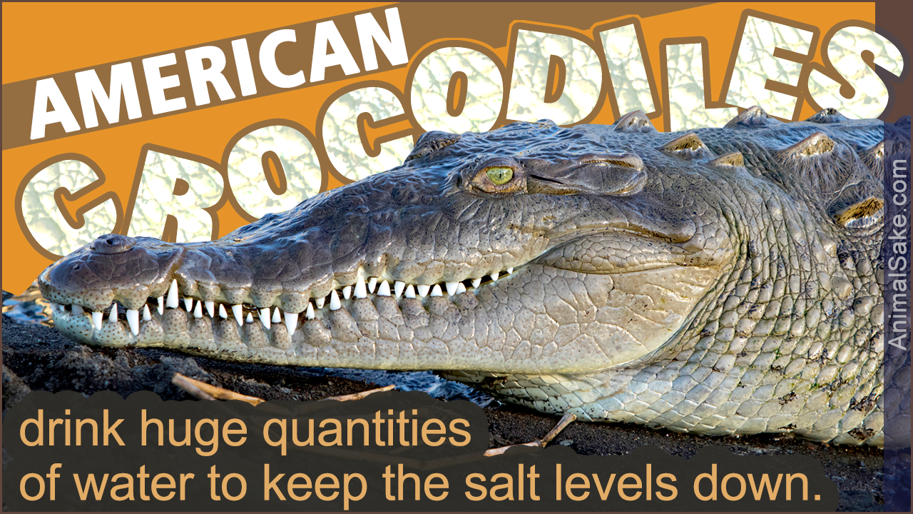 Crocodile Facts