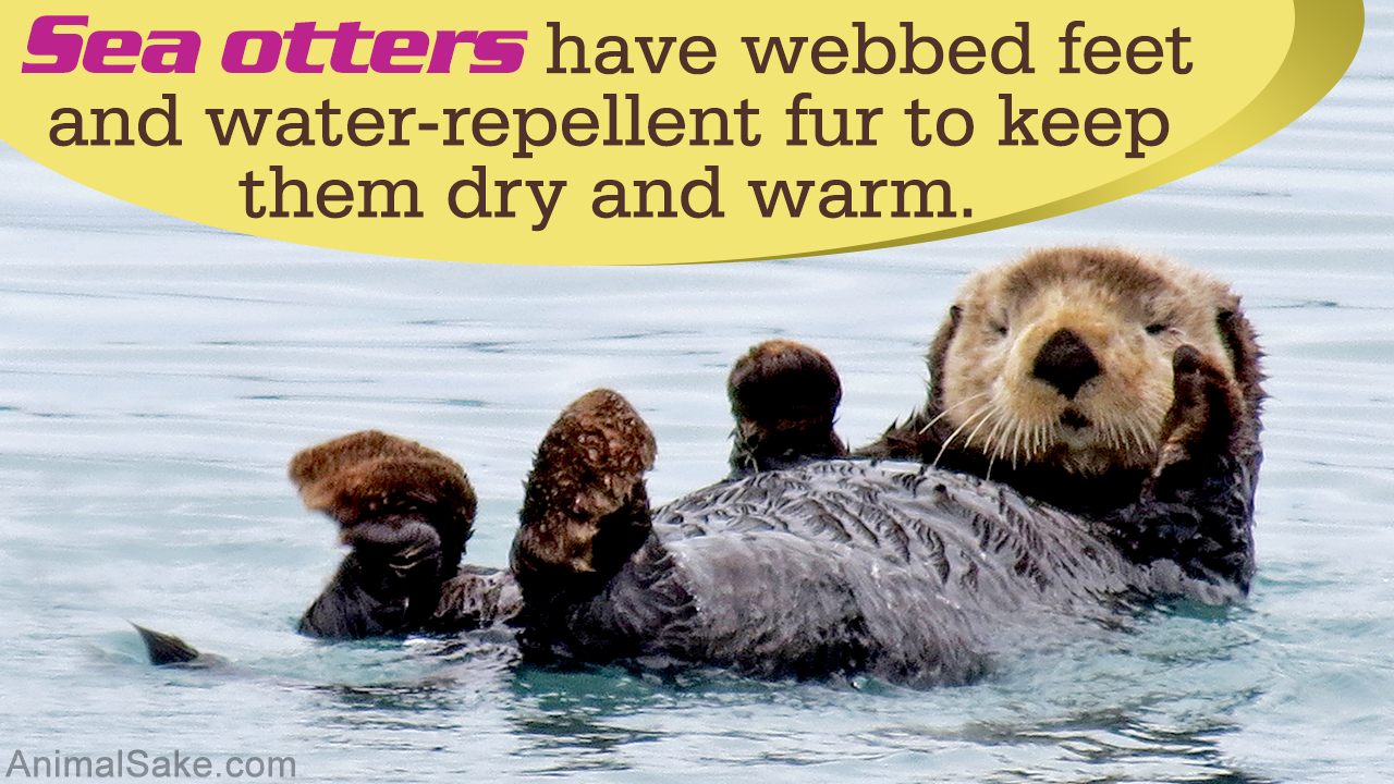 Facts About Sea Otters