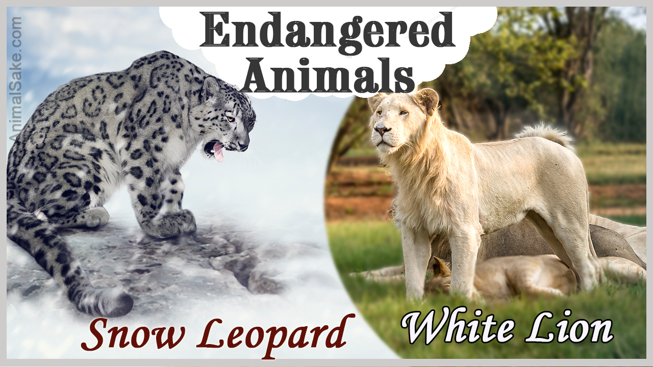 Endangered Animals List