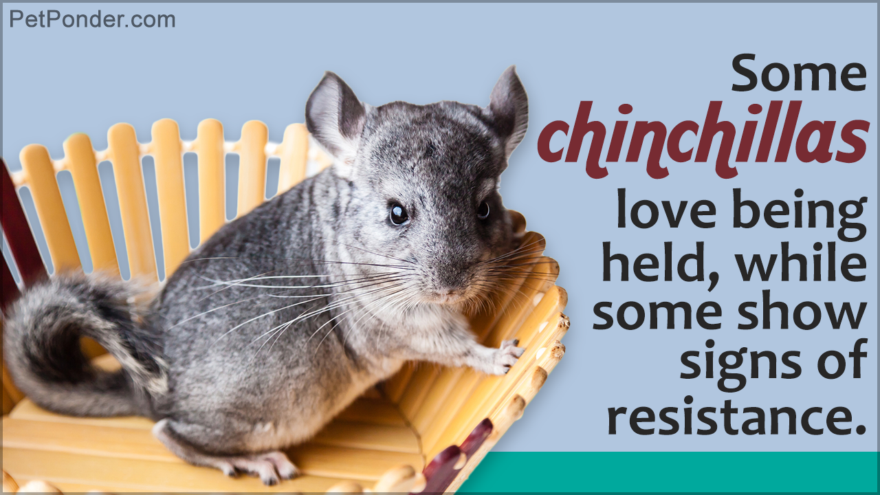 Things to Consider Before Getting a Pet Chinchalla