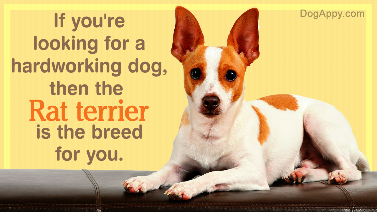 Facts about Rat Terrier Dogs