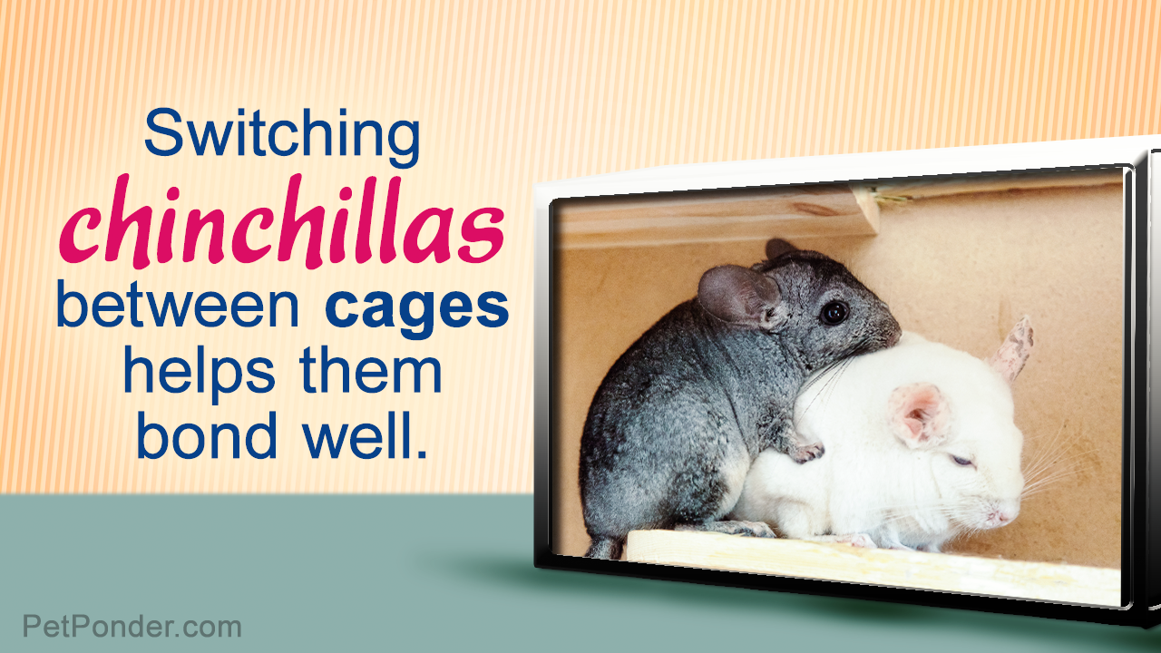 Techniques for Introducing Two or More Chinchillas
