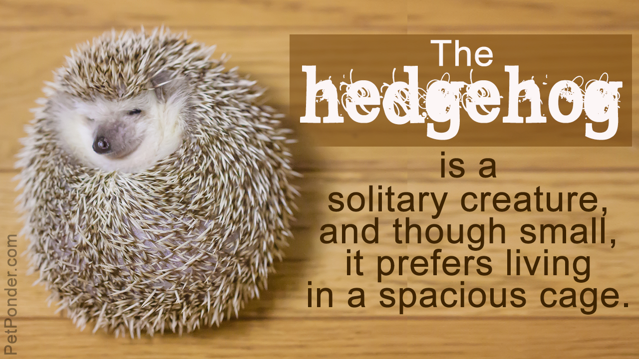 Caring for Pet Hedgehogs