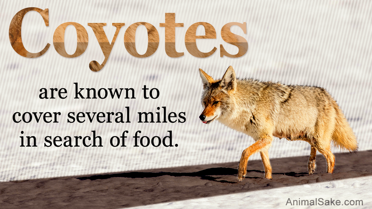 Facts about Coyote - Prairie Wolf